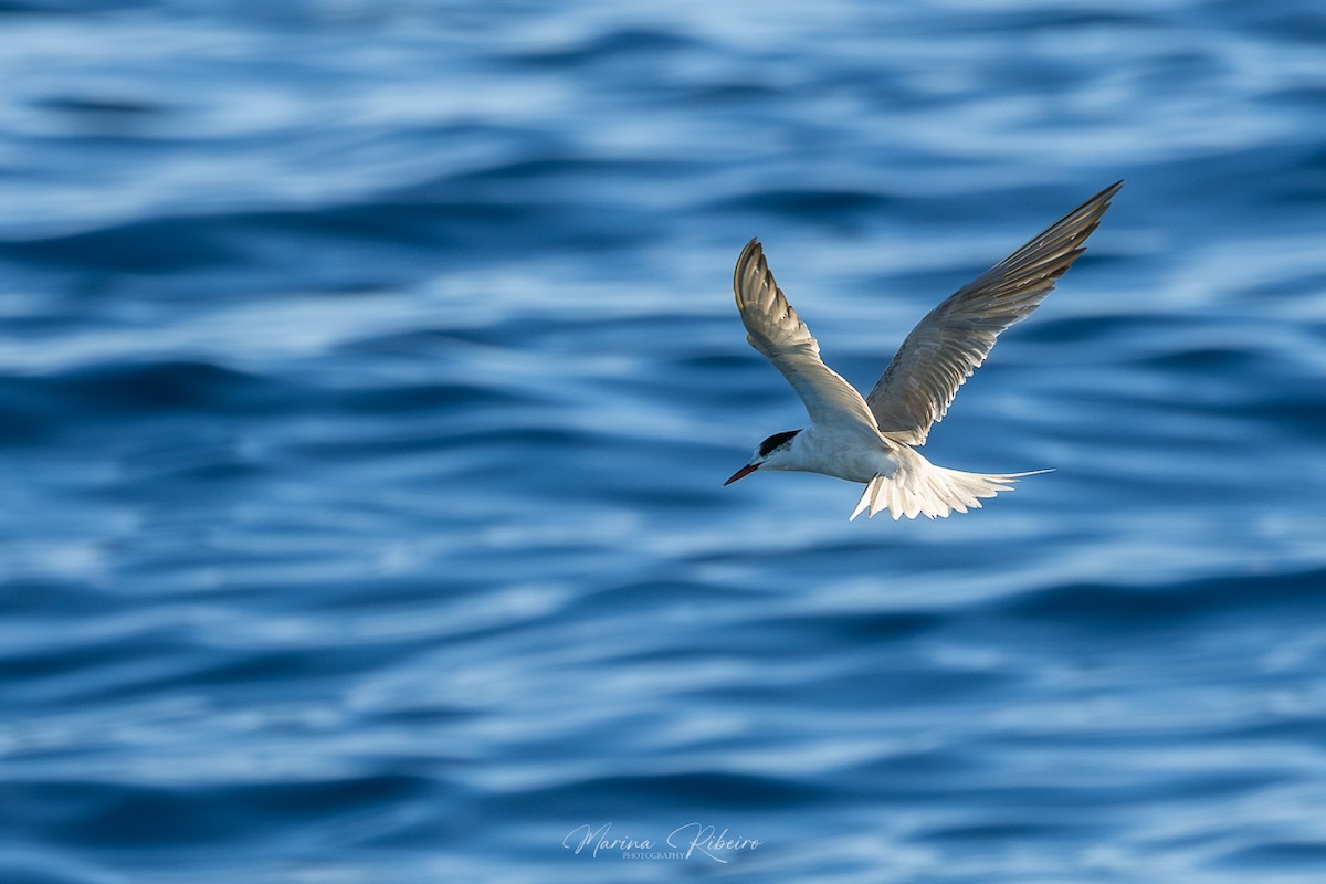 Common Tern - ML609503776