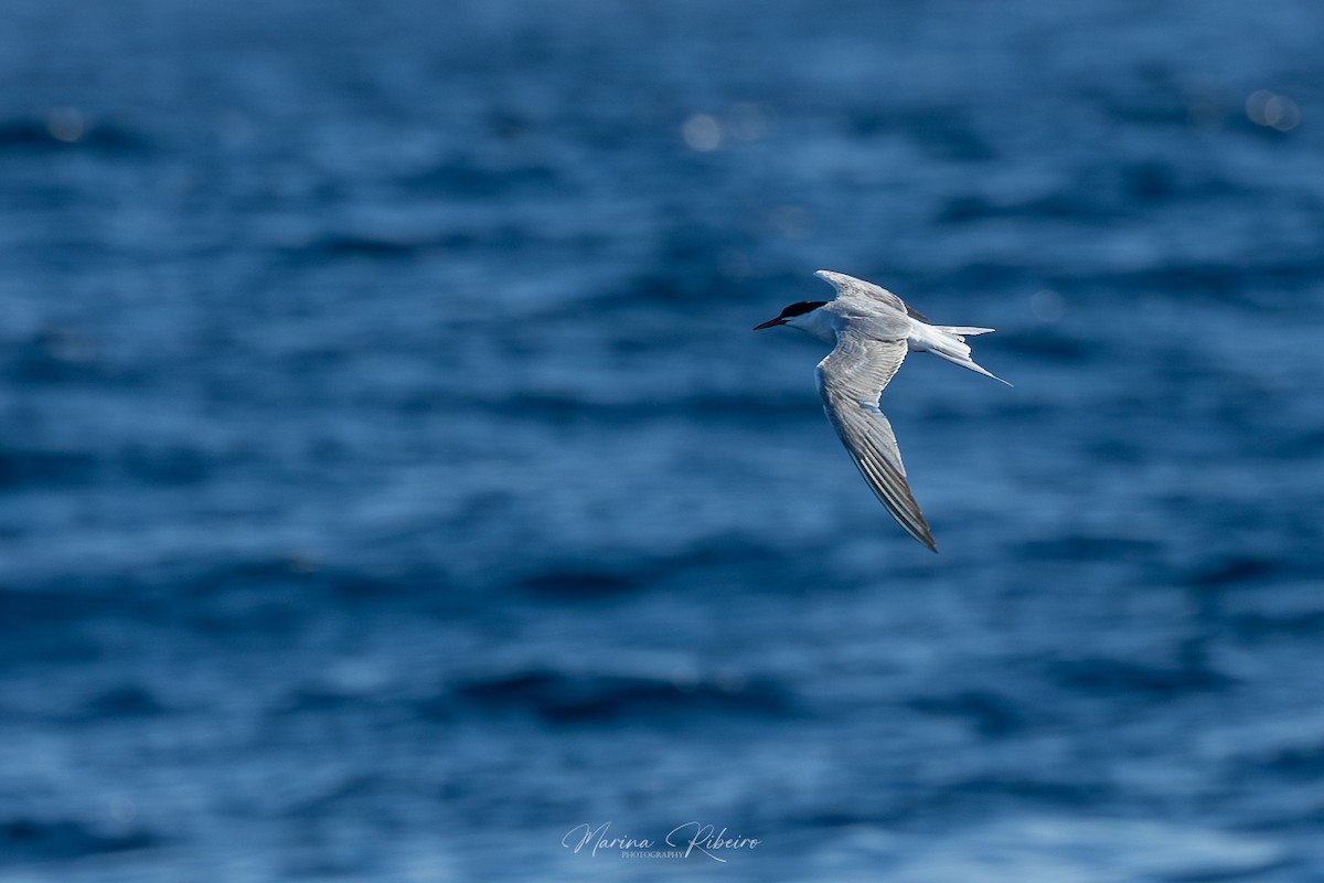 Common Tern - ML609503778