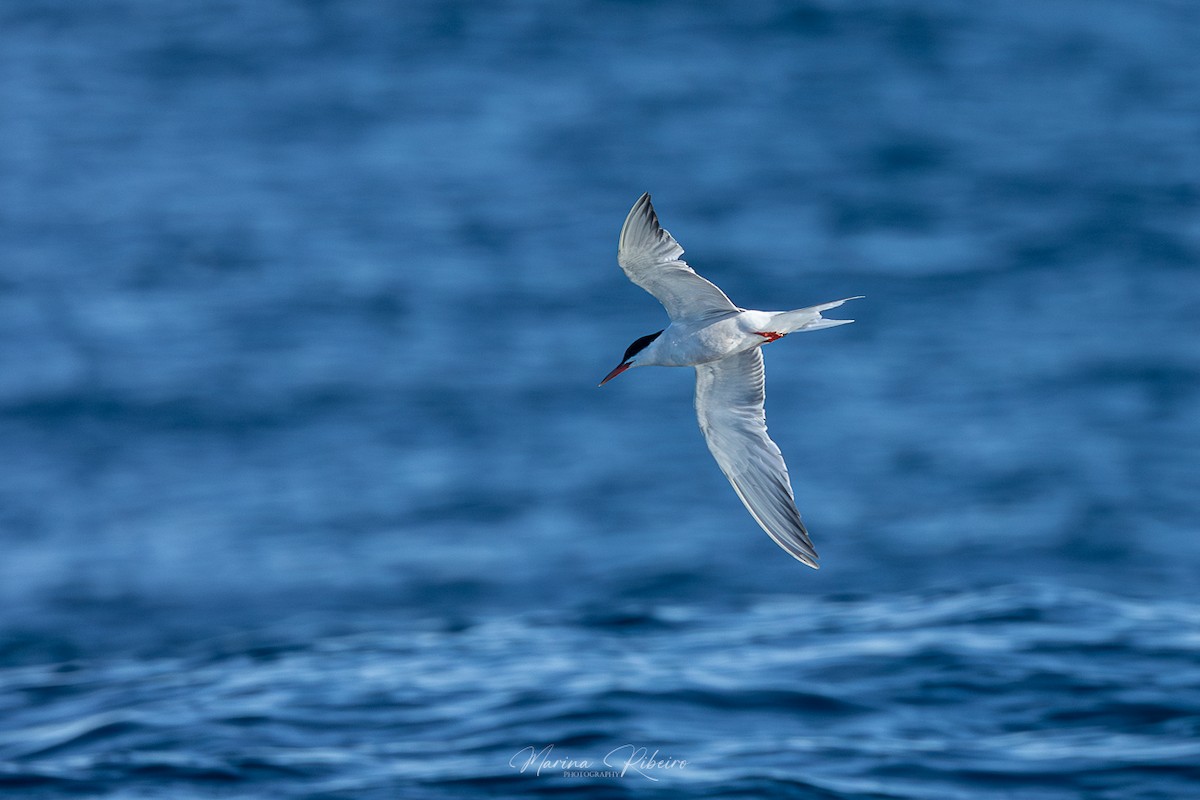 Common Tern - ML609503779