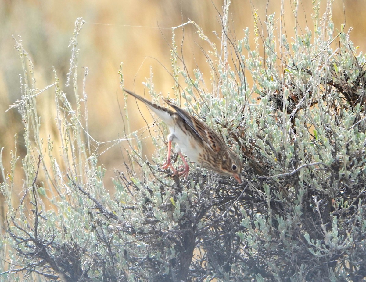 Vesper Sparrow - ML609503839