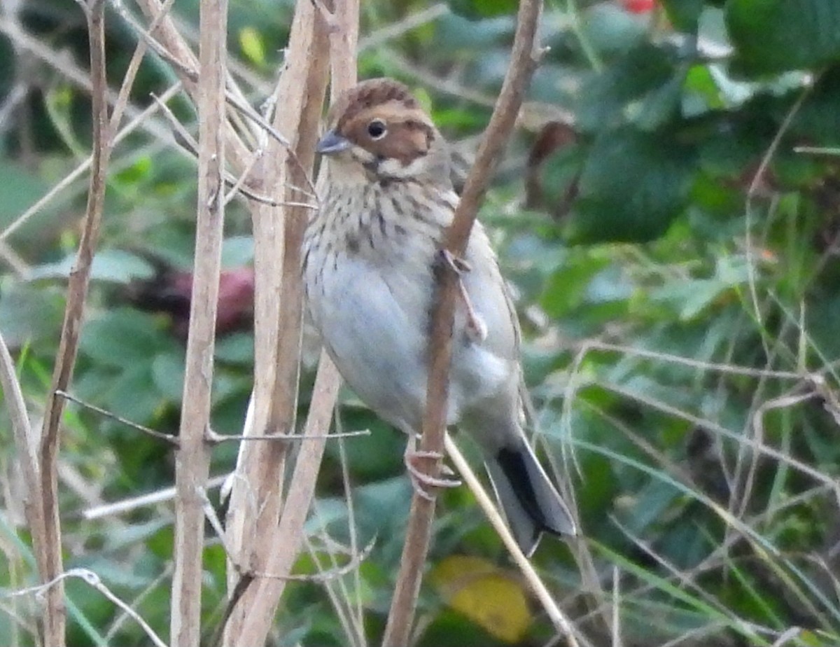 Little Bunting - Nicolas Rocca