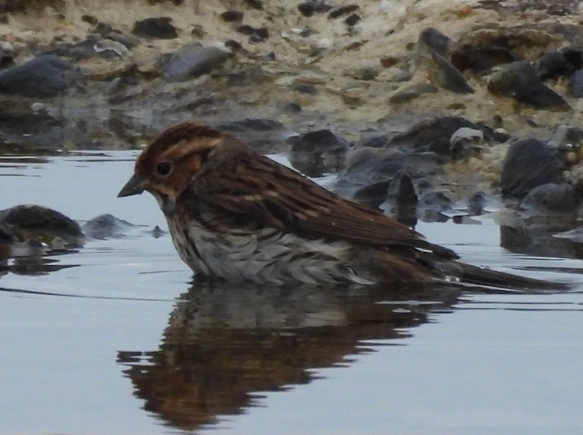 Little Bunting - ML609503869