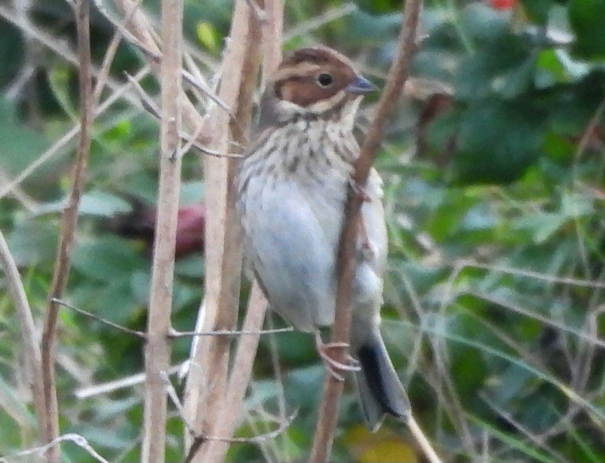 Little Bunting - ML609503870