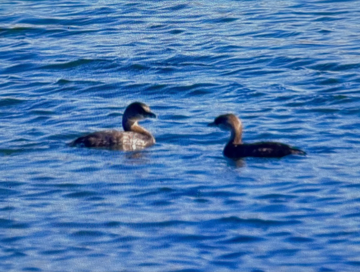 Pied-billed Grebe - ML609503919