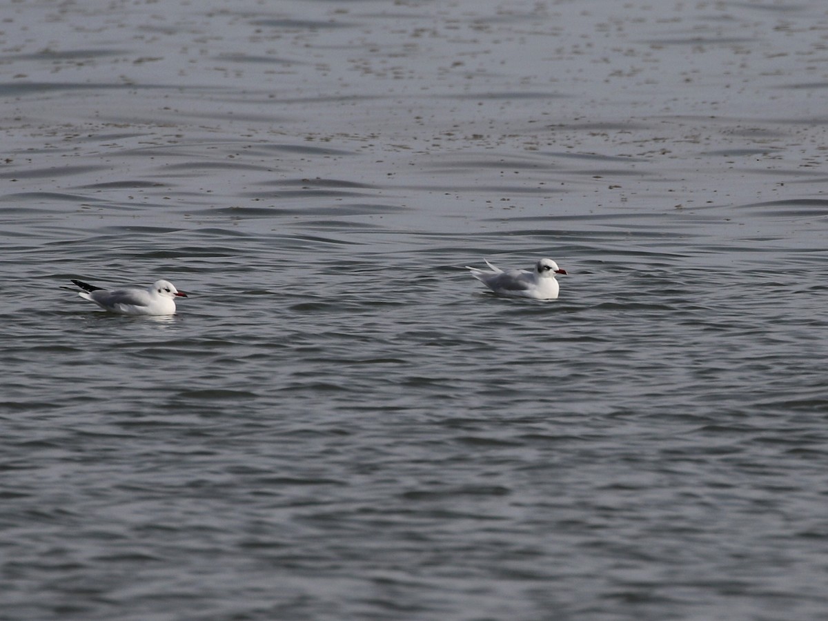 Mediterranean Gull - Markus Deutsch