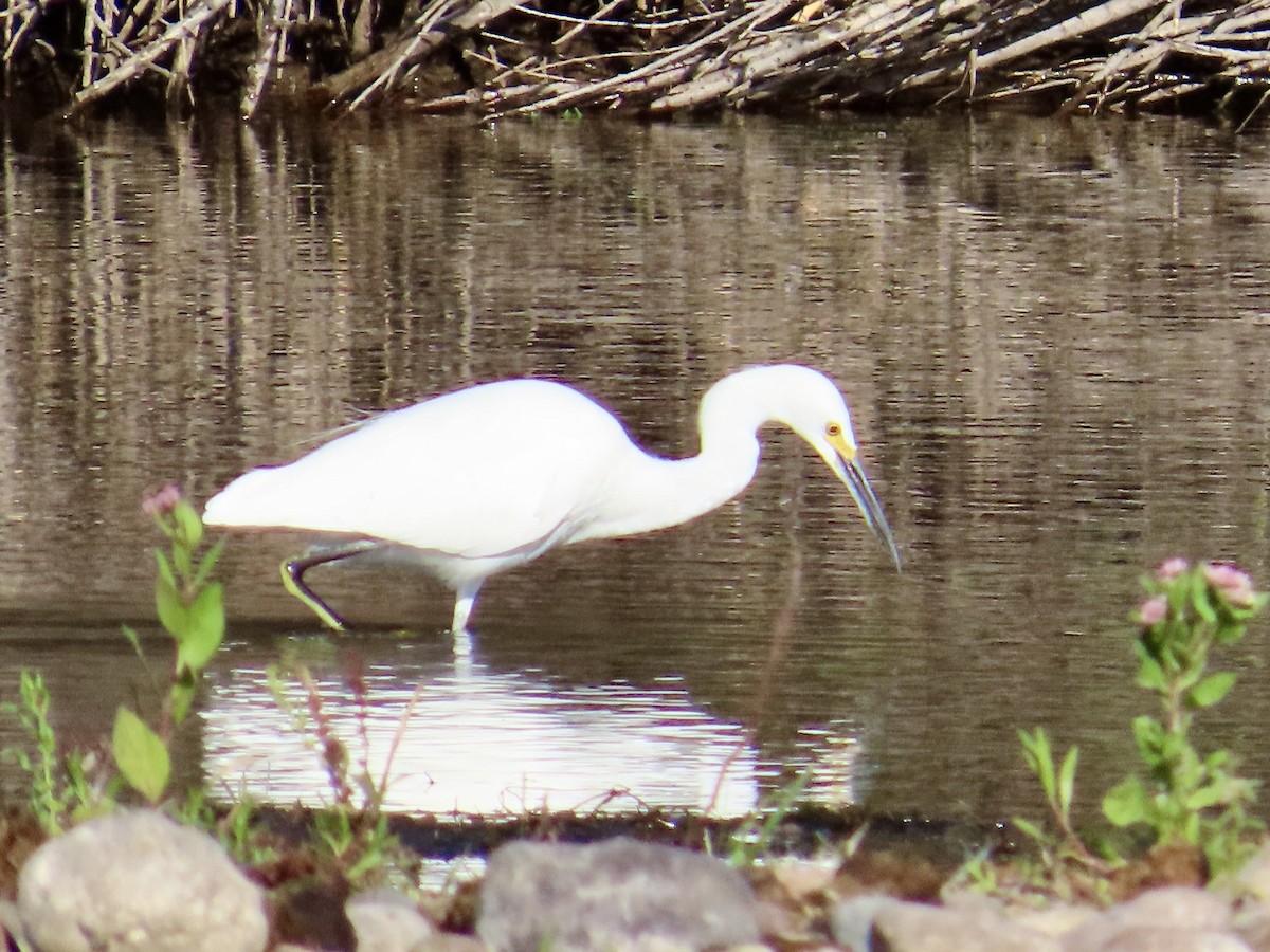 Snowy Egret - Babs Buck