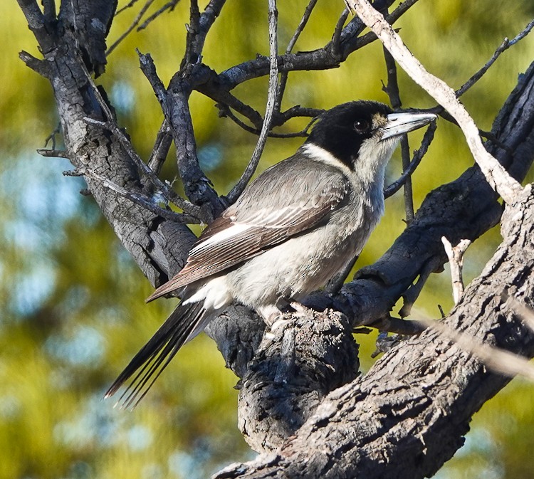 Gray Butcherbird - ML609504023