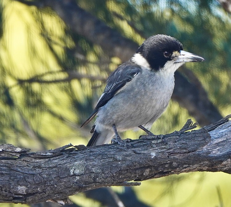 Gray Butcherbird - Arden Anderson