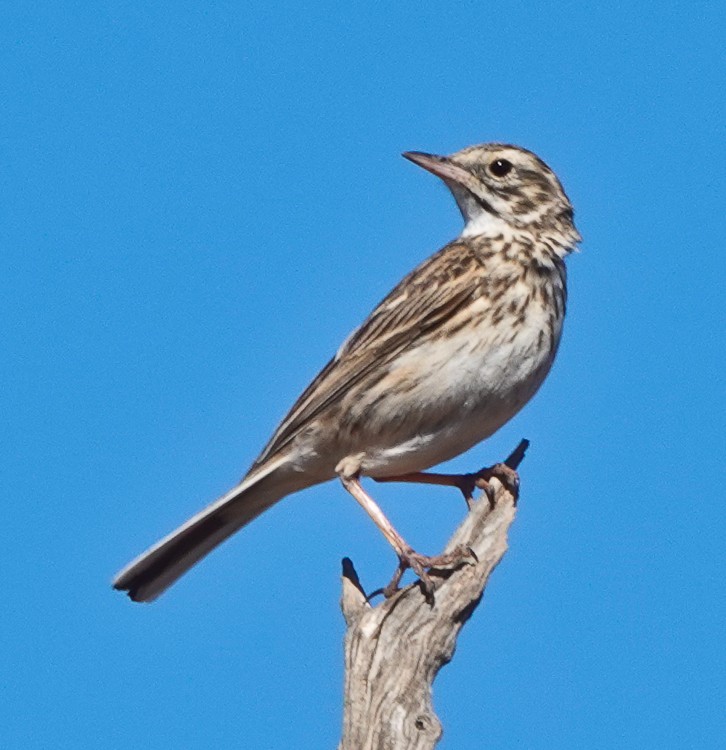 Bisbita Neozelandés (grupo australis) - ML609504034