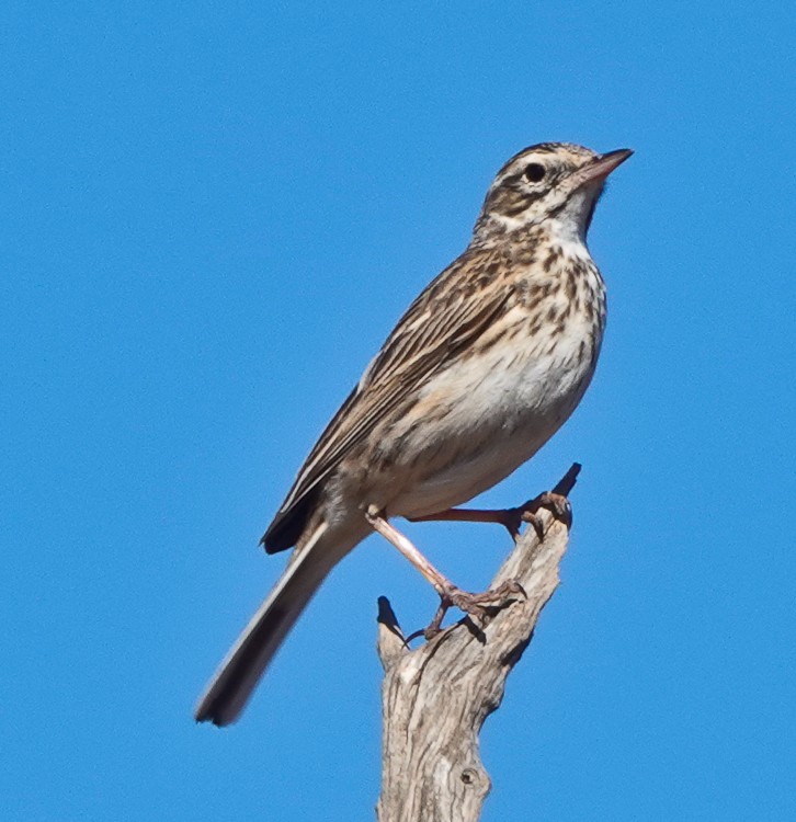 Bisbita Neozelandés (grupo australis) - ML609504035