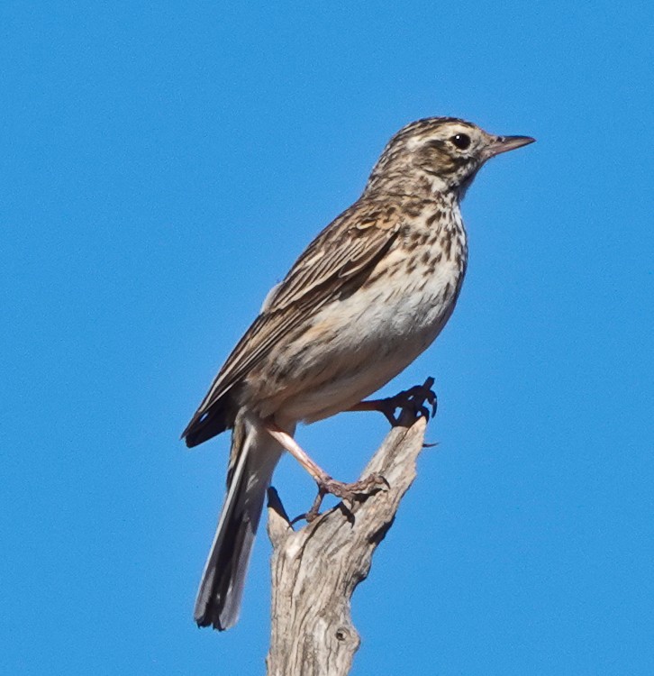 Bisbita Neozelandés (grupo australis) - ML609504036