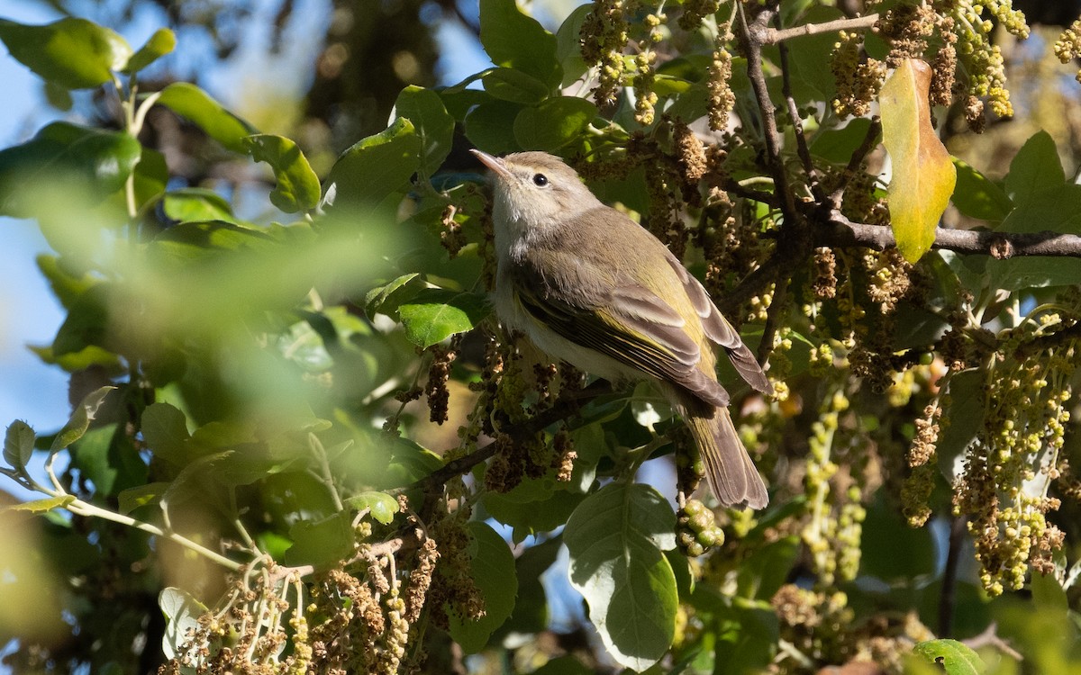 Western Bonelli's Warbler - ML609504037
