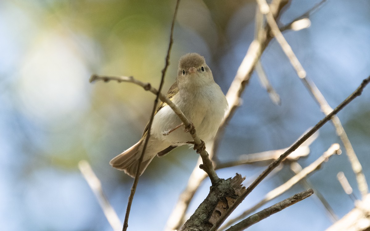 Western Bonelli's Warbler - ML609504038