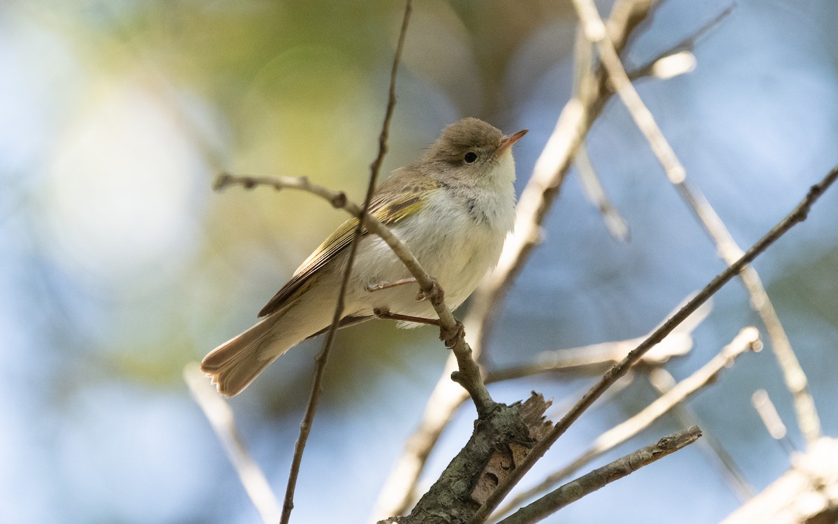 Western Bonelli's Warbler - ML609504039