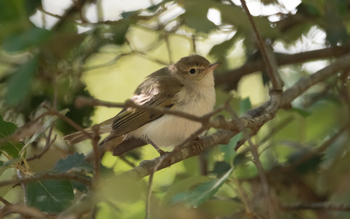 Western Bonelli's Warbler - ML609504040