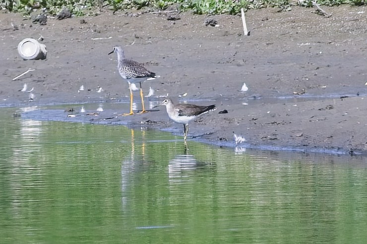 Solitary Sandpiper - ML609504043