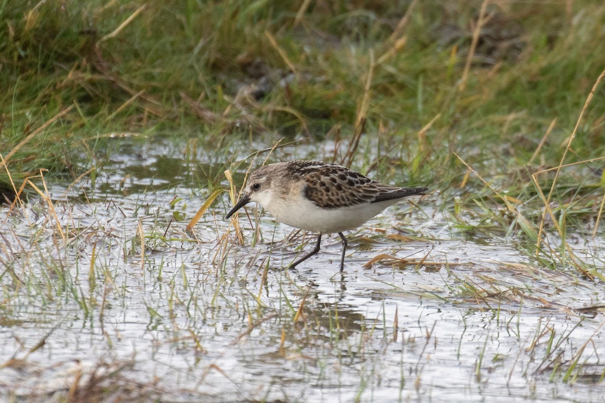 Little Stint - ML609504046