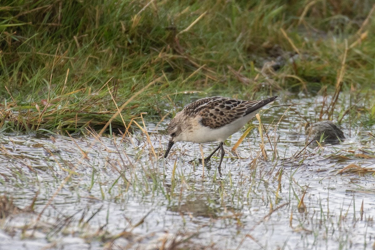 Little Stint - ML609504047