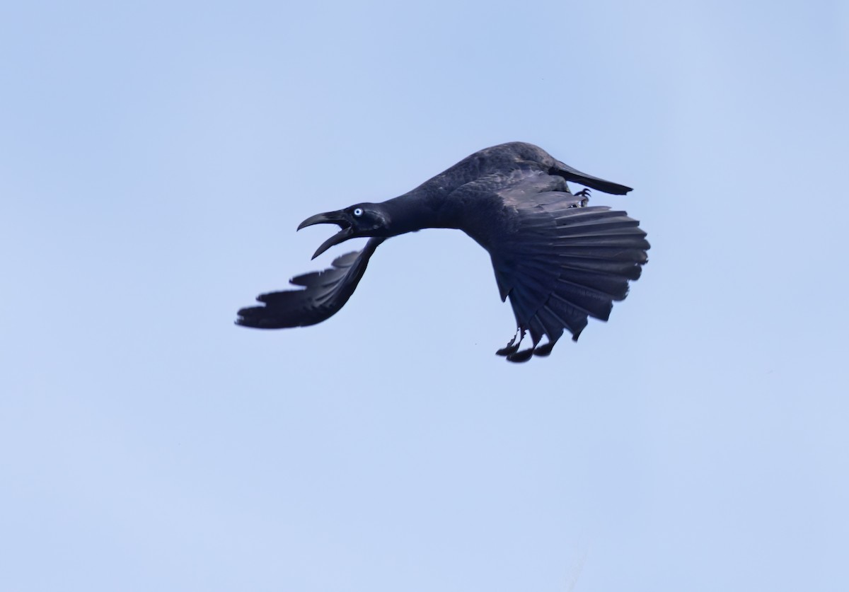Long-billed Crow - ML609504052