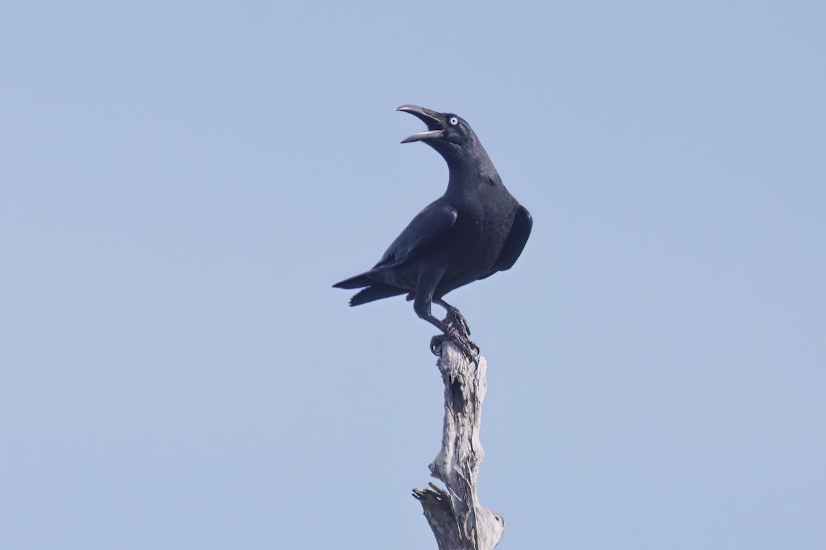 Long-billed Crow - ML609504053