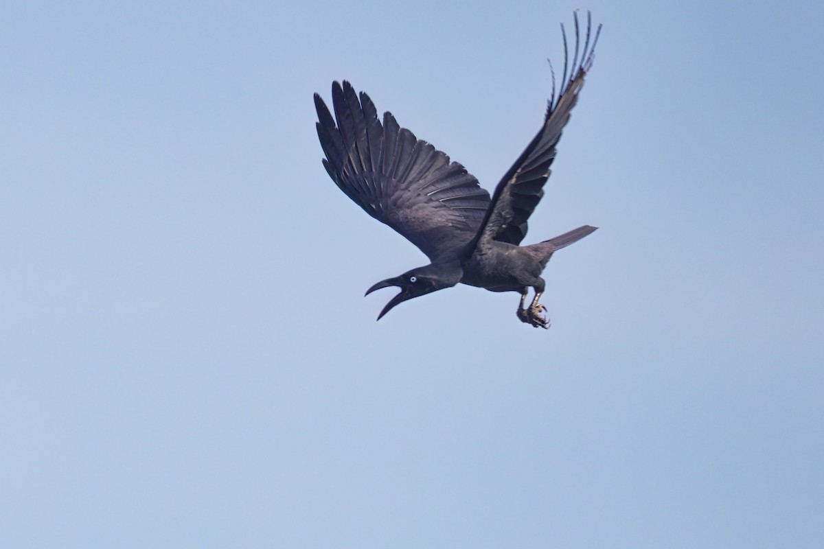 Long-billed Crow - ML609504054