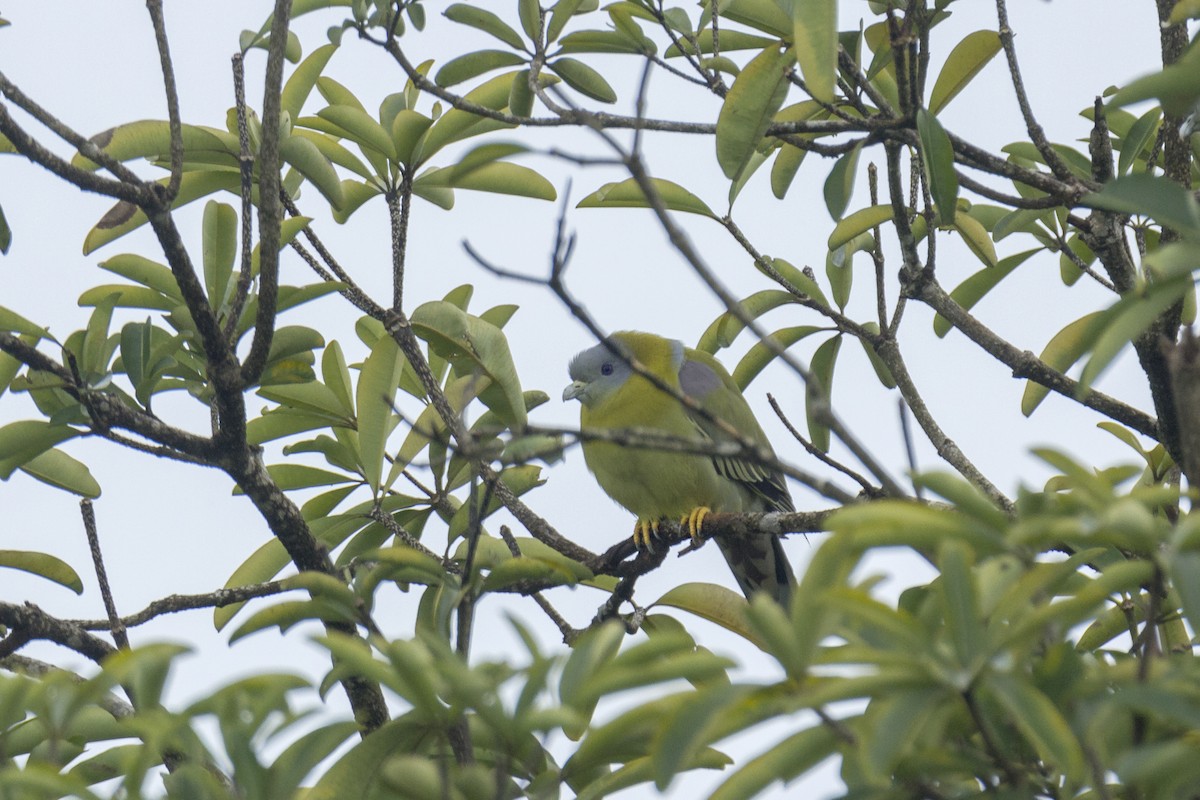 Yellow-footed Green-Pigeon - ML609504059
