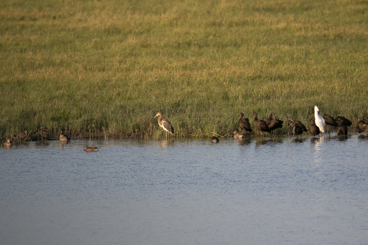 Tricolored Heron - ML609504066