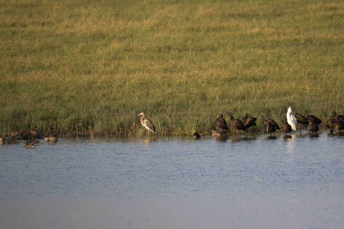 Tricolored Heron - ML609504067