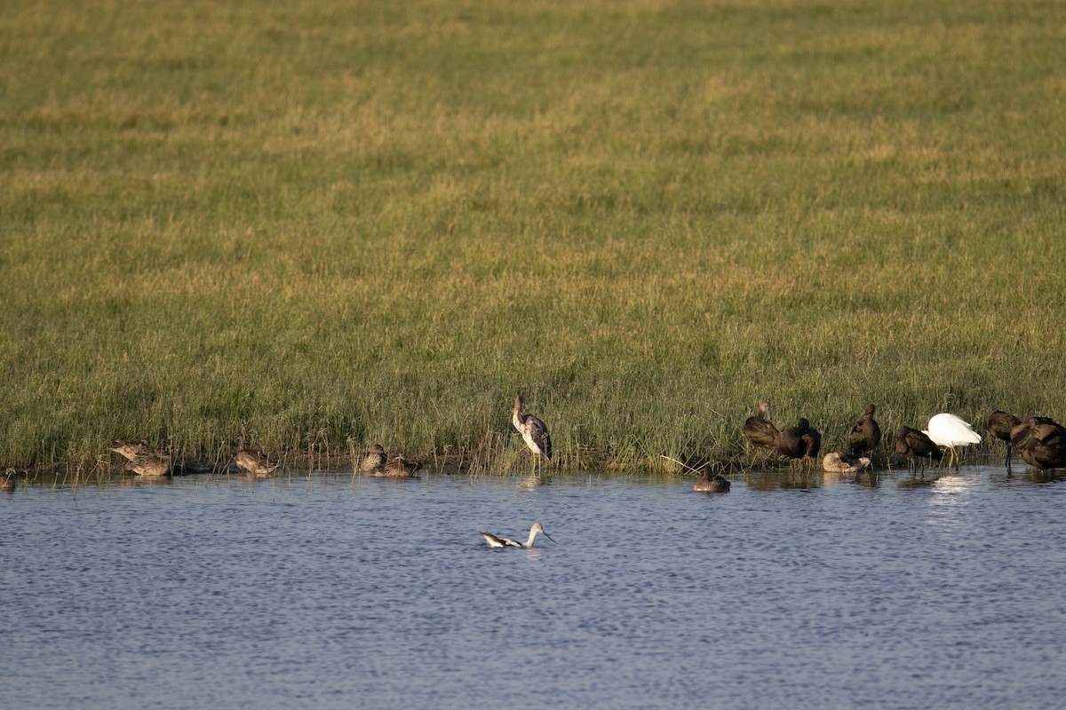 Tricolored Heron - ML609504069