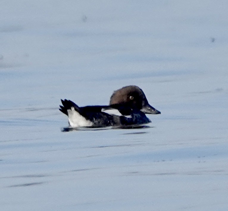 Common Goldeneye - ML609504088