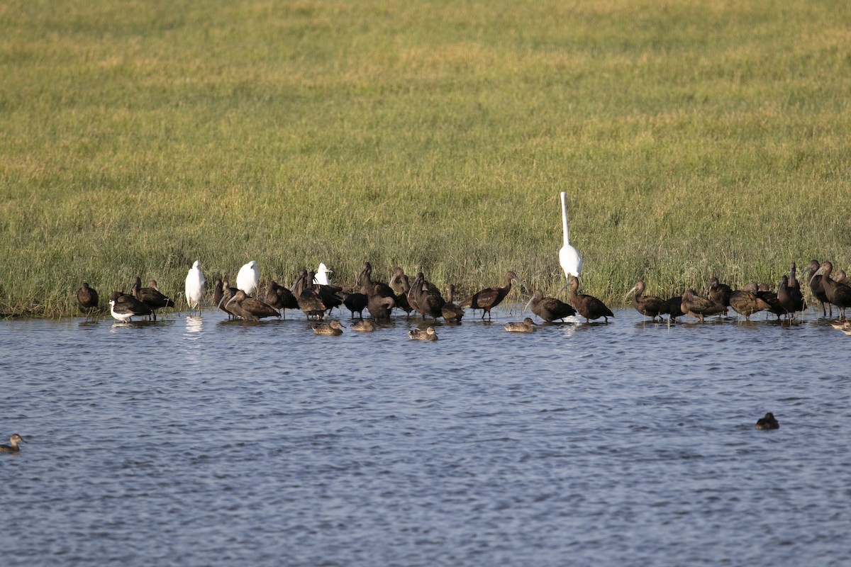 White-faced Ibis - ML609504126