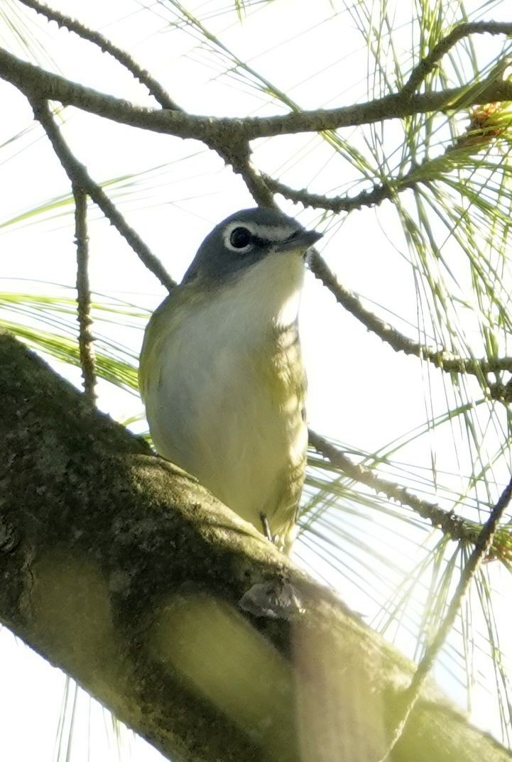 Vireo Solitario - ML609504219