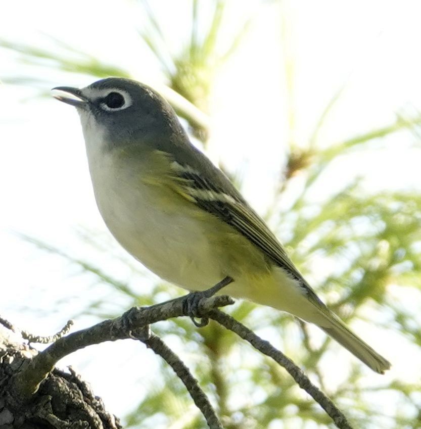 Blue-headed Vireo - Karen Cyr