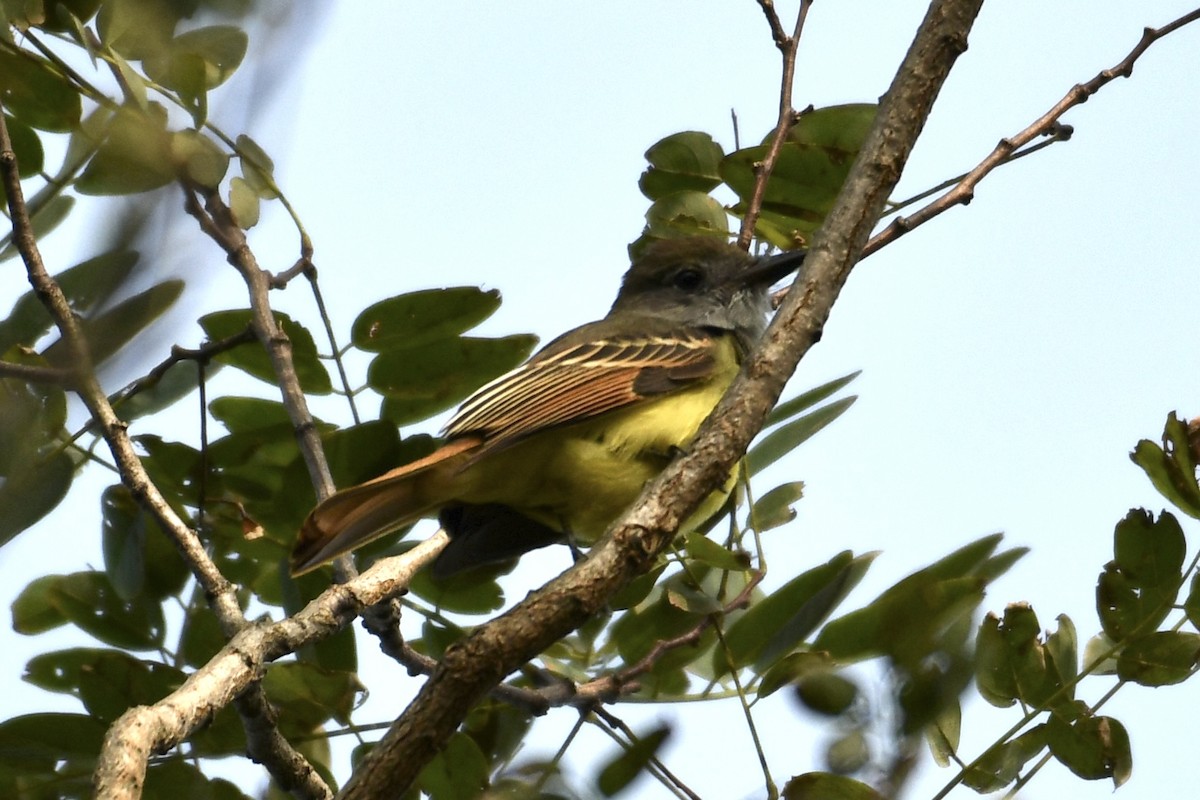 Great Crested Flycatcher - Rachel  Adler