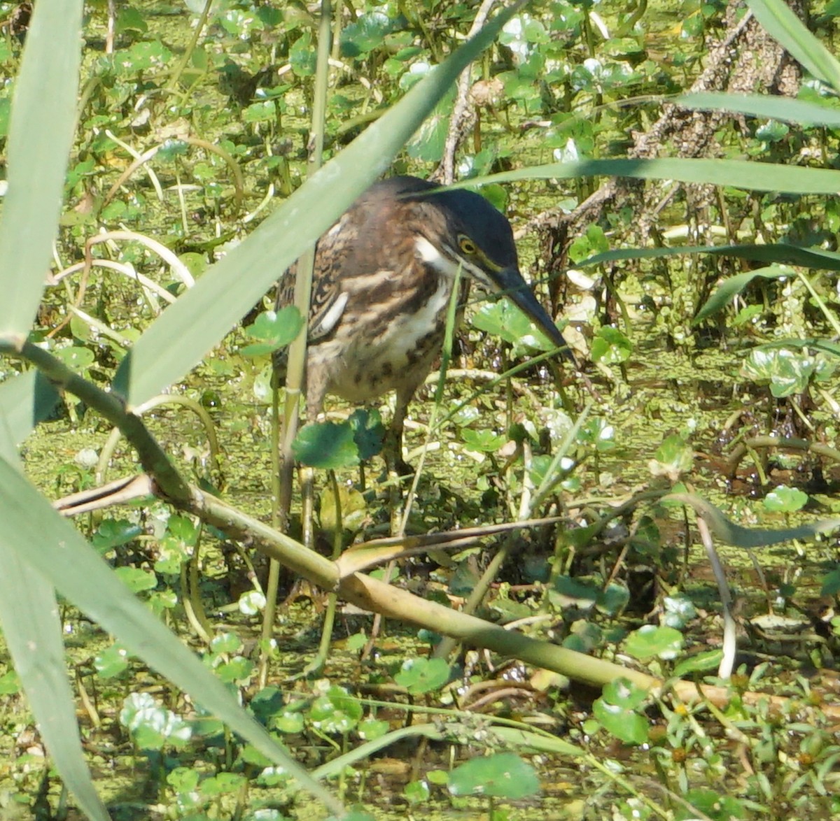 Green Heron - ML609504447