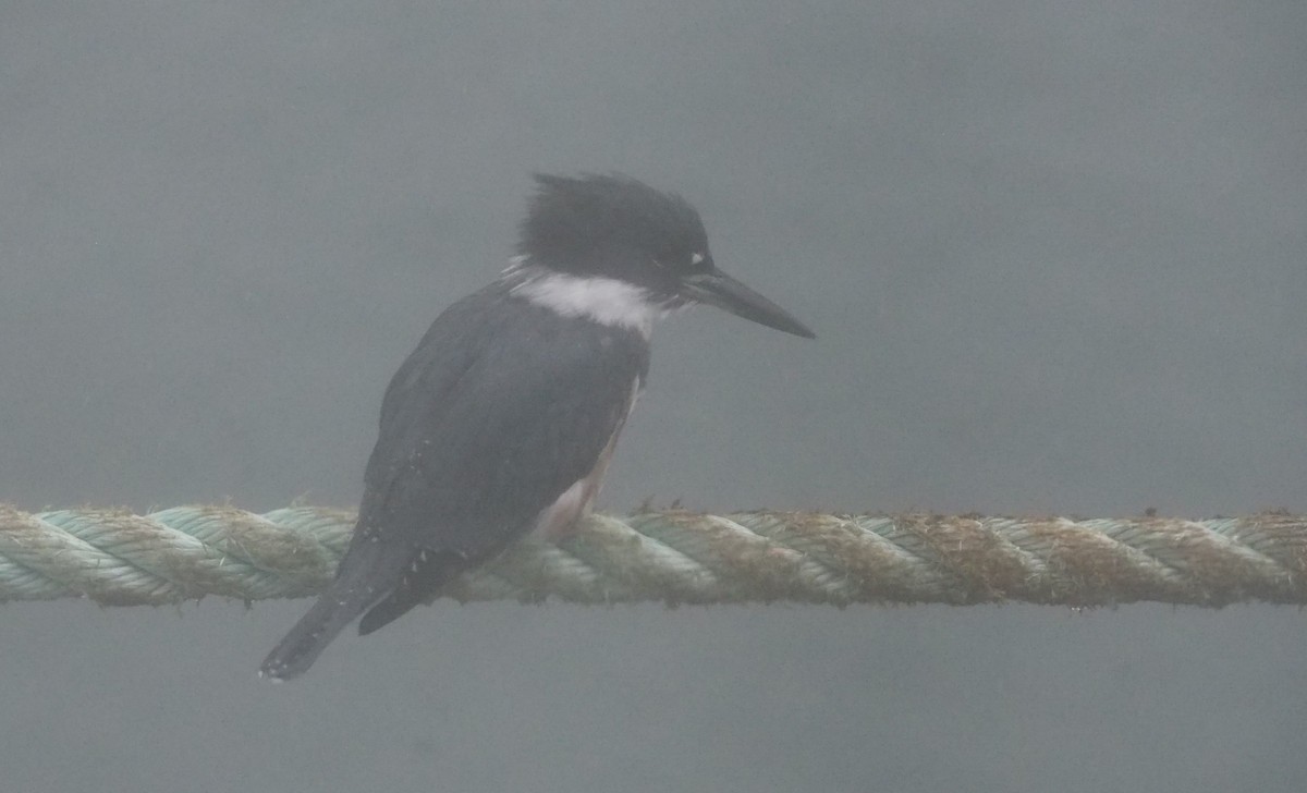 Belted Kingfisher - ML609504453