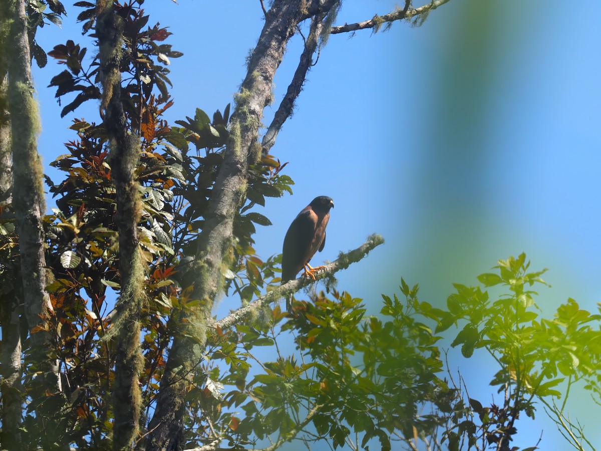 Black-mantled Goshawk - ML609504496