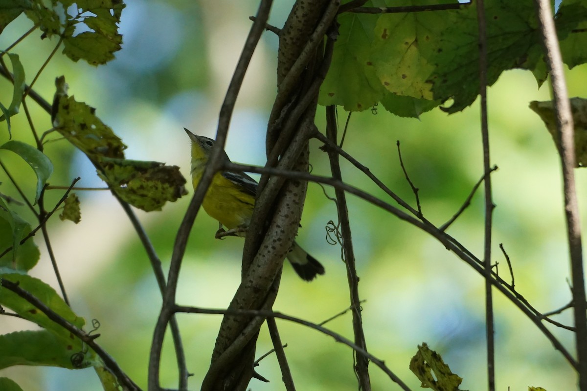 Magnolia Warbler - ML609504521