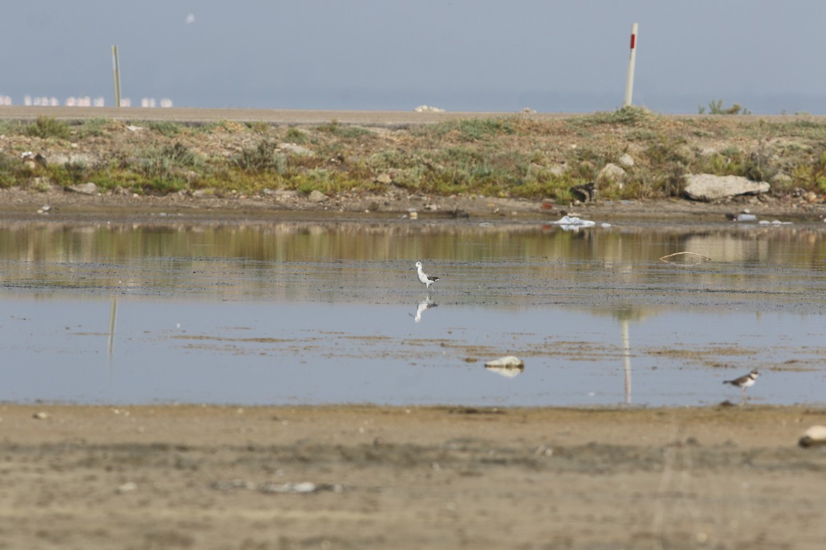 Marsh Sandpiper - ML609504622