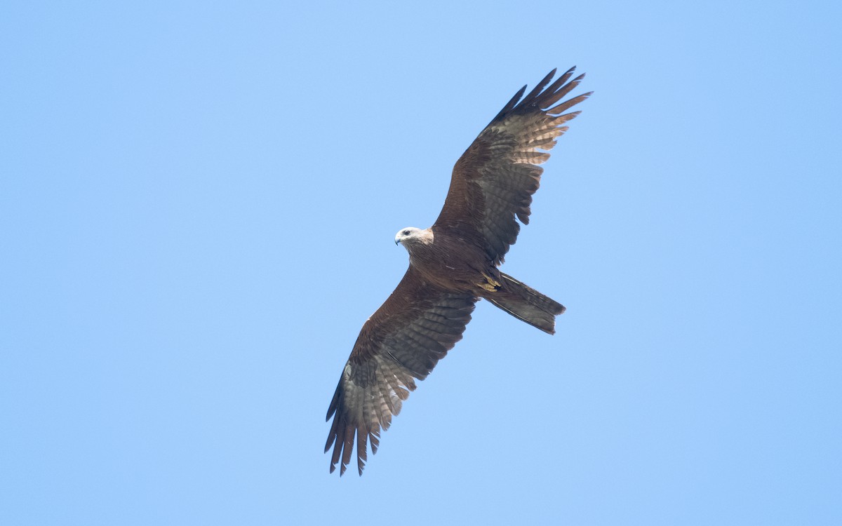 Black Kite (Black) - ML609504654
