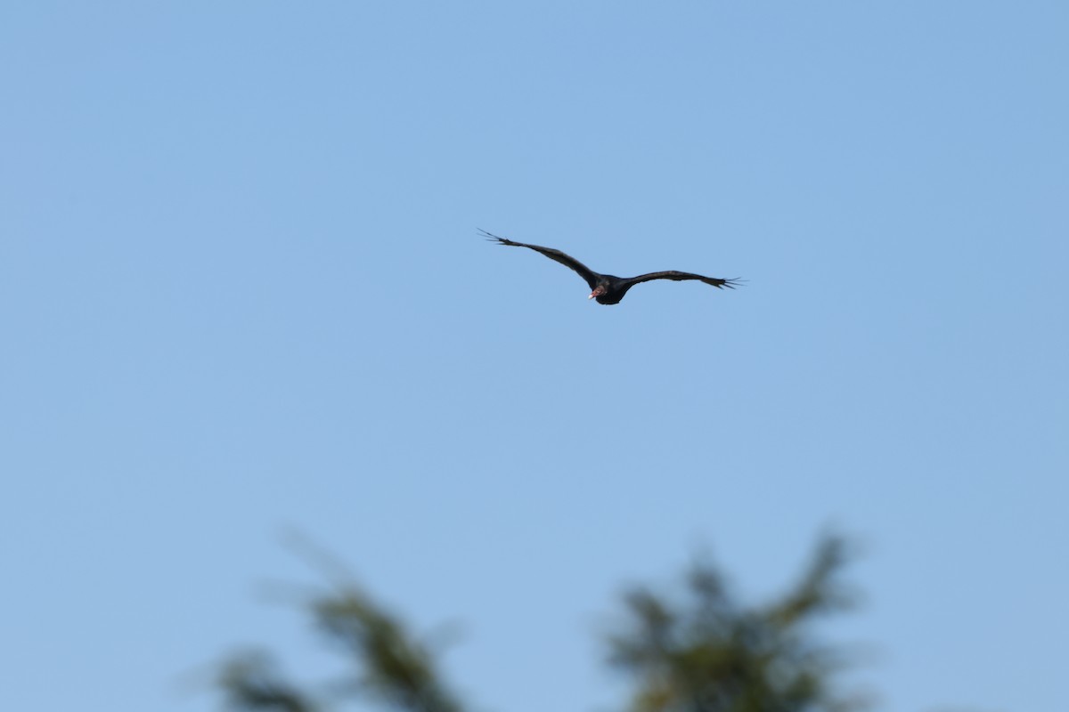 Turkey Vulture - ML609504687