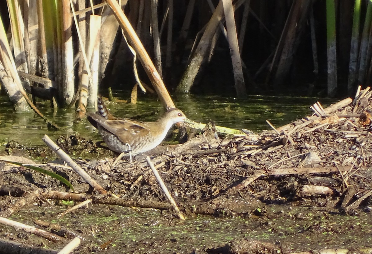 Little Crake - Javier Nicolau