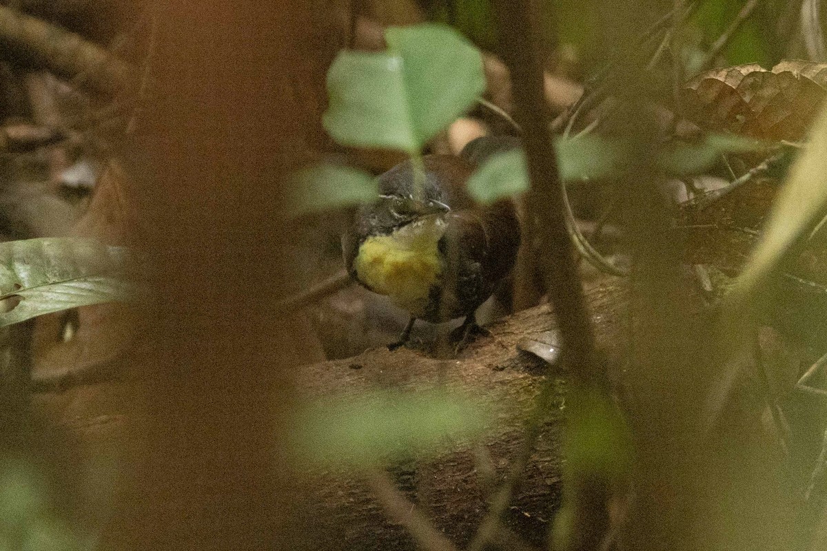 Rusty-belted Tapaculo - Eric VanderWerf