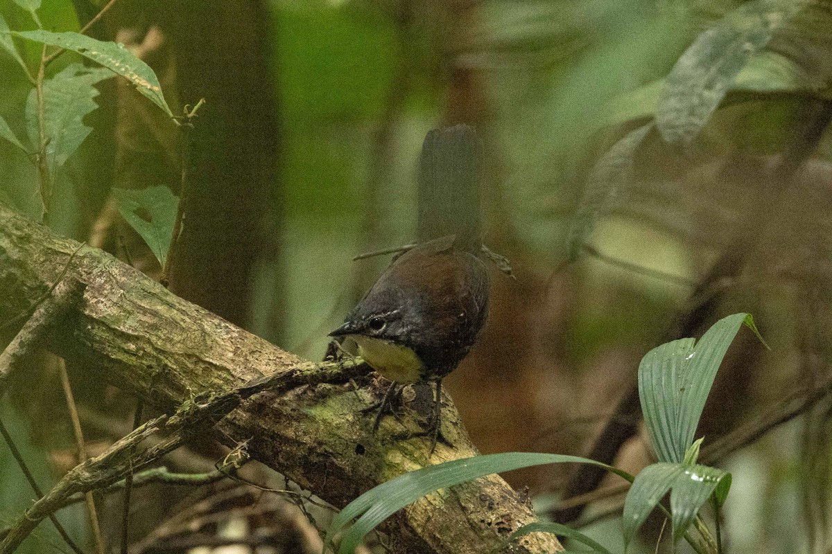 Rusty-belted Tapaculo - ML609504769