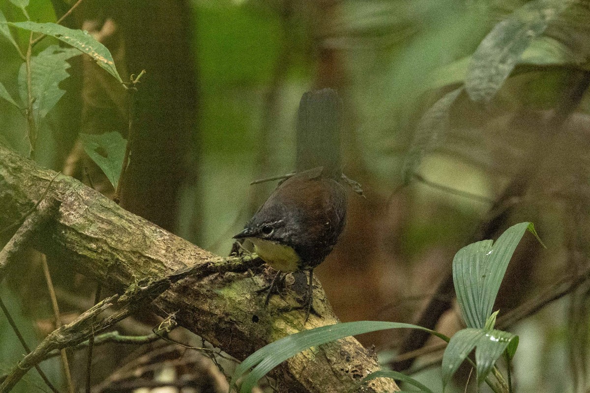 Tapaculo Amazónico - ML609504769