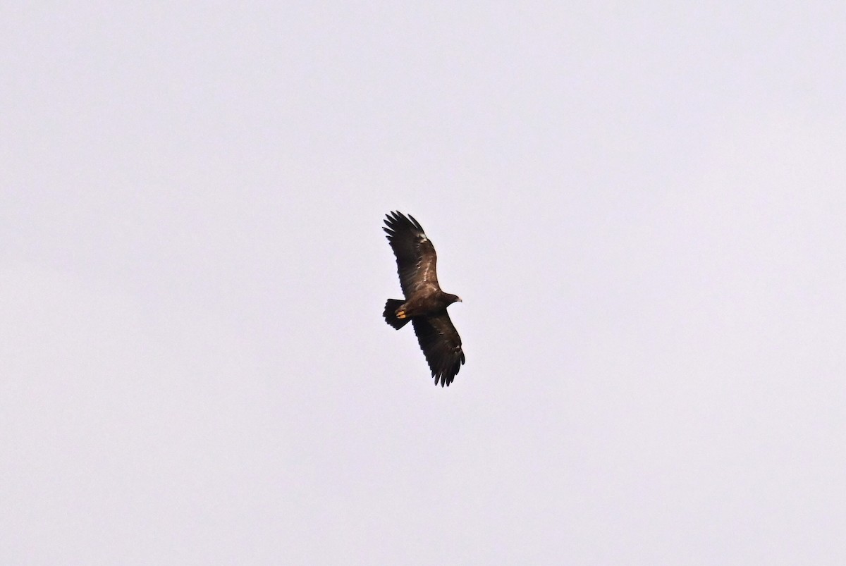 Águila Pomerana - ML609504801