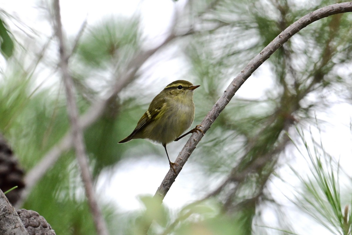 Mosquitero Bilistado - ML609504816