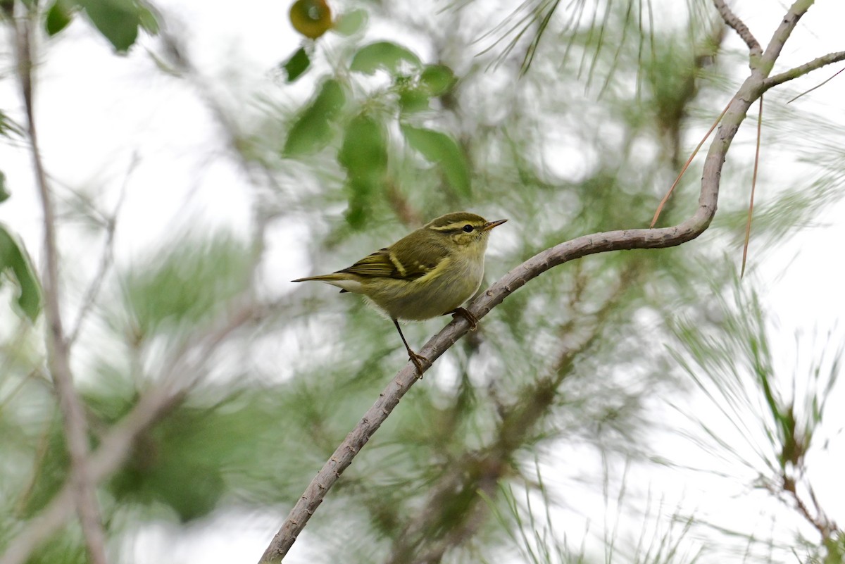 Mosquitero Bilistado - ML609504818