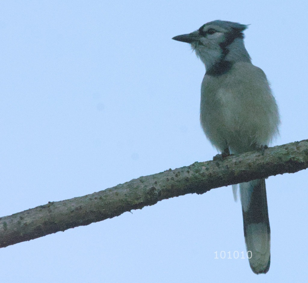 Blue Jay - ML609504911