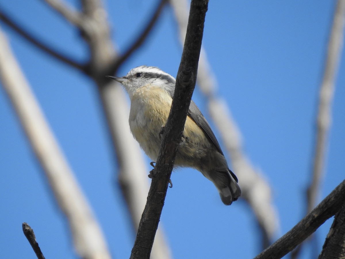 Red-breasted Nuthatch - ML609504925